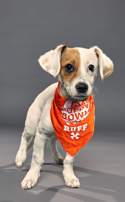 Puppy Bowl XVI